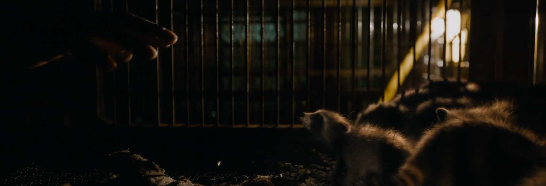 Guardians of the Galaxy 3- آریانا